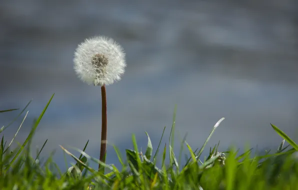 Grass, background, dandelion