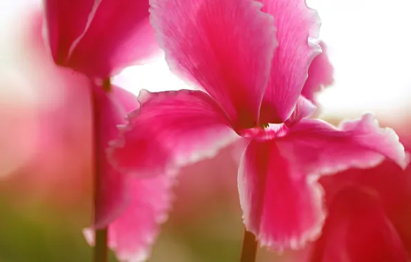 Macro, petals, cyclamen, Alpine violet, dodder