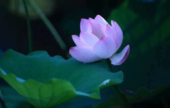 Picture leaves, drops, flowers, the dark background, petals, Lotus, buds