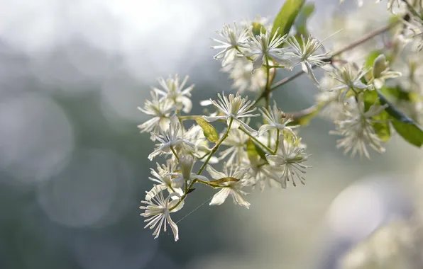 Picture flower, nature, Clematis apiifolia
