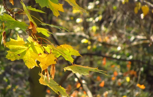 Autumn, morning, maple