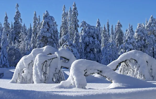 Winter, forest, nature, the snow