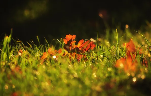 Autumn, grass, macro, foliage, Selena, oak