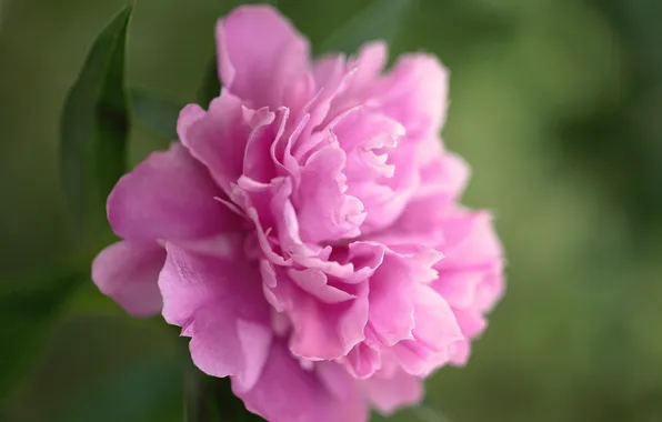 Greens, flower, macro, pink, petals, peony
