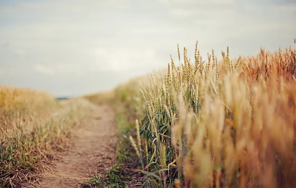 Road, wheat, field, the sky, ears