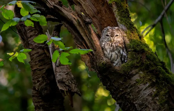 Tree, owl, bird, foliage, the hollow