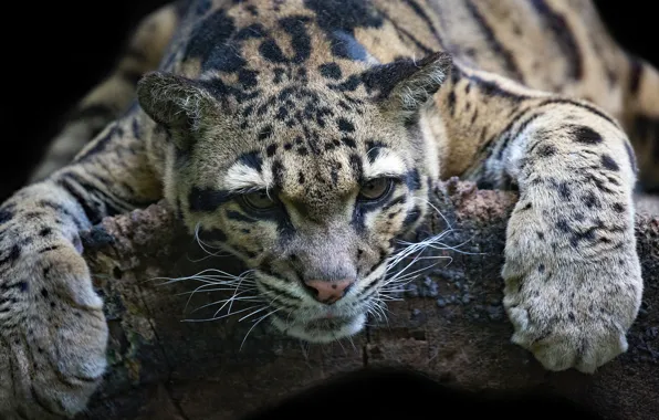 Picture face, stay, paws, wild cat, Clouded leopard