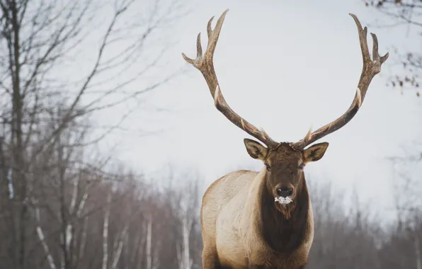 Canada, trees, snow, animal, deer, Quebec, mammal, male