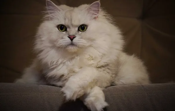White, fluffy, Cat, British