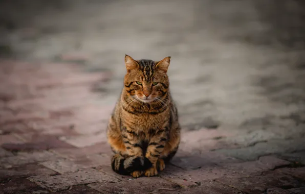 Road, cat, cat, look, grey, tile, the sidewalk, sitting