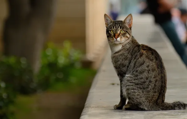 Cat, animals, the city, street, cat, baleen