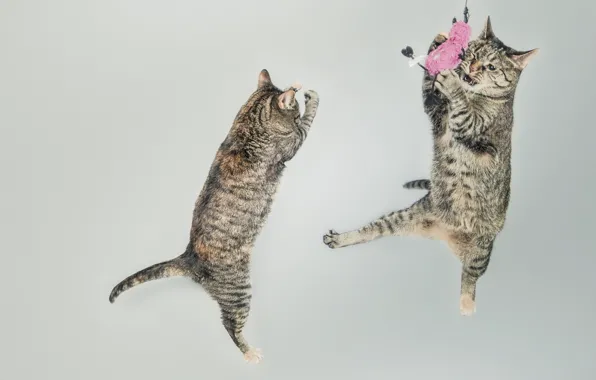 Cats, the game, jumping