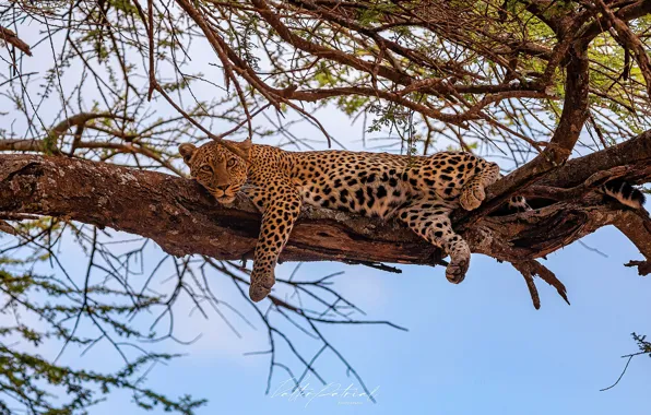 Picture Leopard, Tree, Look, Branch, Predator, Stay, Wild cat, Big cat