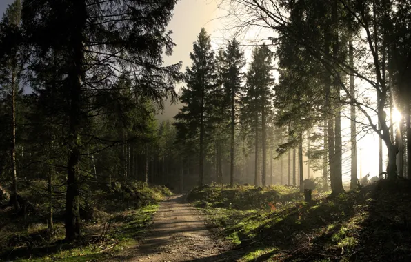 Road, forest, the sun