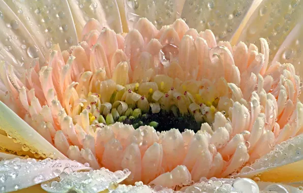 Picture drops, macro, flowers, petals