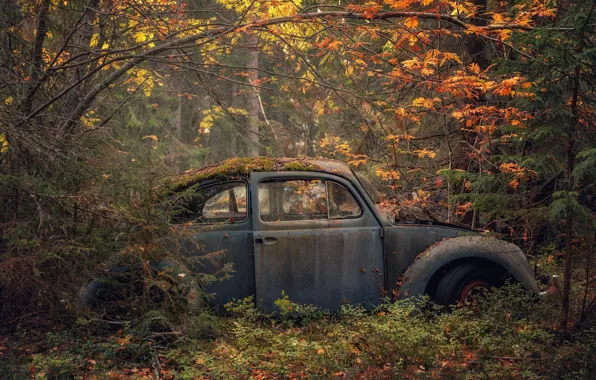 Picture machine, autumn, forest, scrap