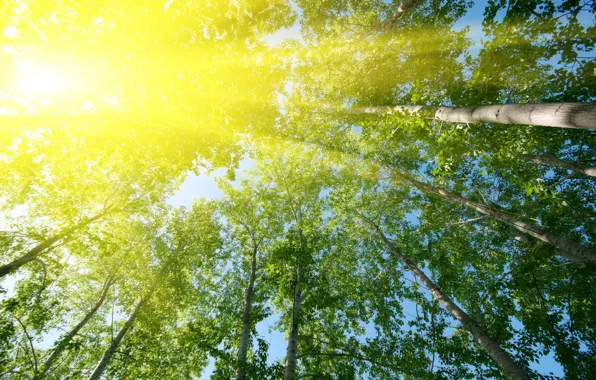 Leaves, the sun, rays, trees, nature, background, tree, Wallpaper
