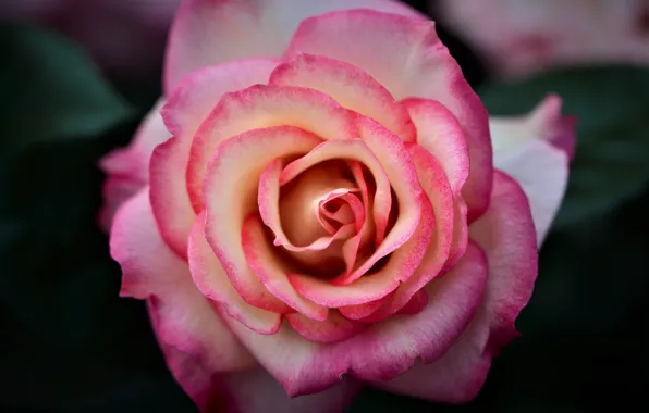 Macro, rose, petals, Bud