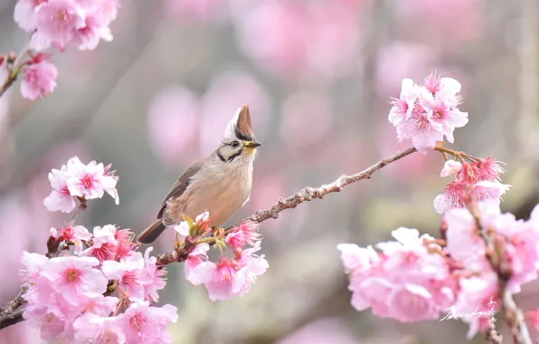 Branch, Sakura, tit, crest