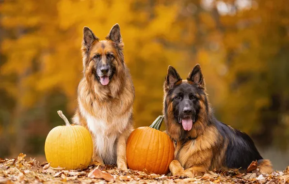 Autumn, language, dogs, look, flowers, nature, glade, dog