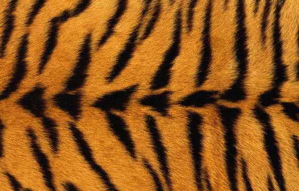 Tiger, texture, fur, black stripes, yellow background