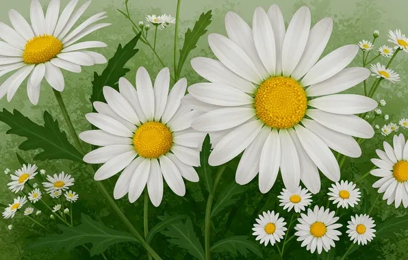 Flowers, background, Wallpaper, figure, chamomile, art, wallpaper, art