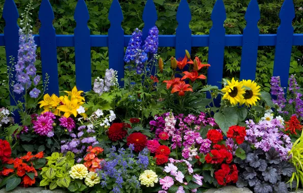 Picture the fence, Lily, sunflower, tsiniya, dahlias