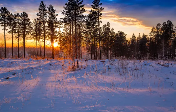 Picture winter, forest, rays, snow, dawn, forest, pine, winter