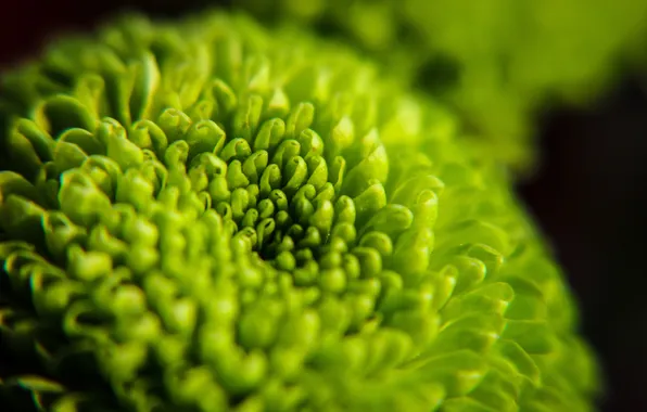 Leaves, macro, decoration, flowers, green
