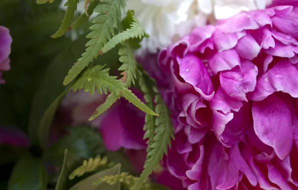 Leaves, drops, macro, flowers, nature, beauty, bouquet, plants