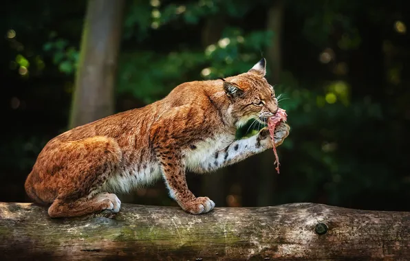 Predator, log, lynx