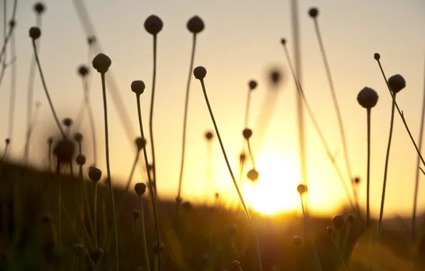 Nature, dawn, nature, dawn, beautiful sunset, beautiful sunset, dry spare of grass, Dry spare of …