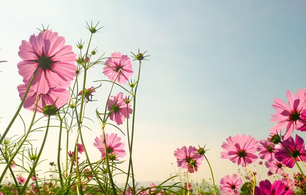 Field, summer, flowers, summer, pink, field, pink, flowers