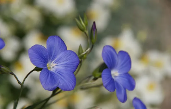 Macro, flowers, blue, petals, blur