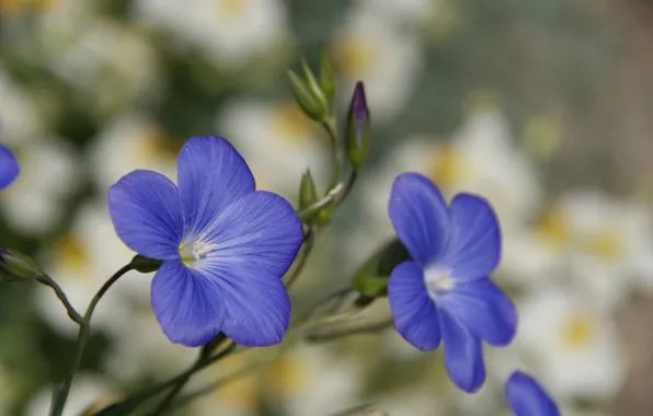 Macro, Flowers, petals, blur, blue