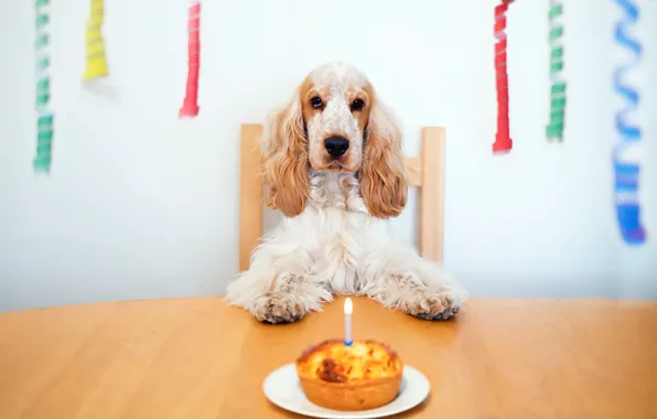 Picture house, dog, Happy Birthday