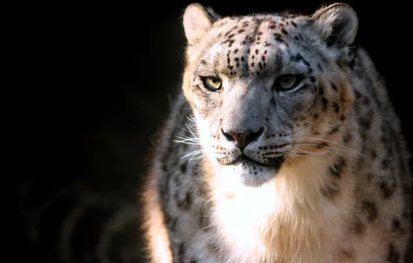 Predator, spot, Snow Leopard, IRBIS, snow leopard