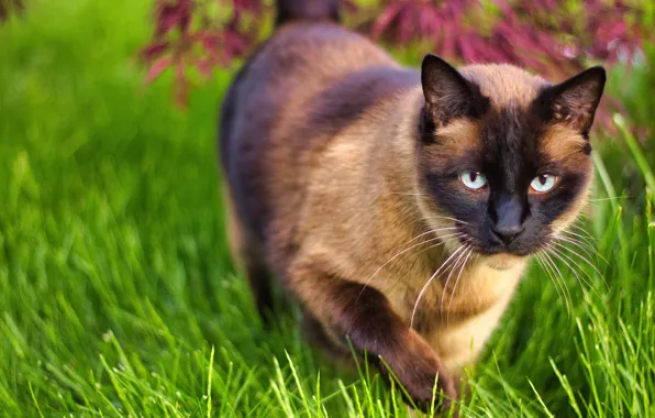 Cat, grass, cat, look, walk, face, Siamese