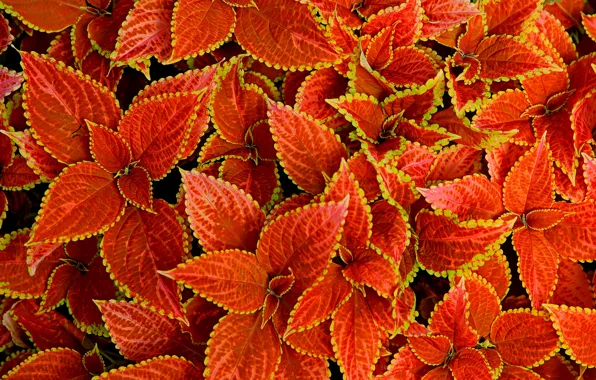 Leaves, macro, nature, carpet, plant, Coleus In Bloom