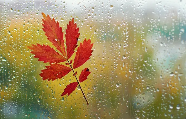 Autumn, glass, drops, macro, sheet, rain, window