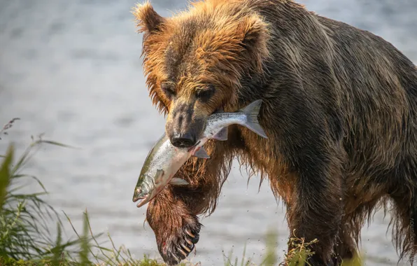 Picture fish, bear, Kamchatka, mining, salmon, catch, Maxim Logunov