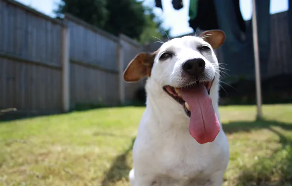 Picture language, face, dog, dog, happy