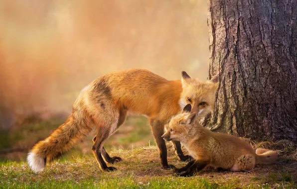 Nature, tree, treatment, Fox, Fox, mother, Fox