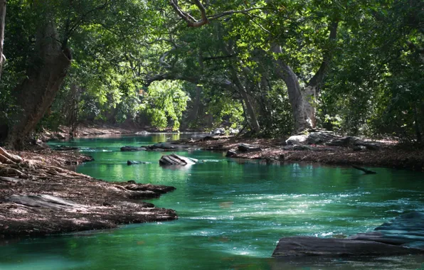 Forest, summer, trees, landscape, nature, stones, river