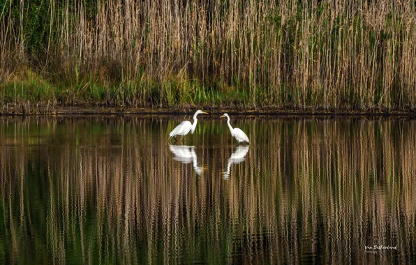 Grass, water, nature, river, bird, shore, pair, white