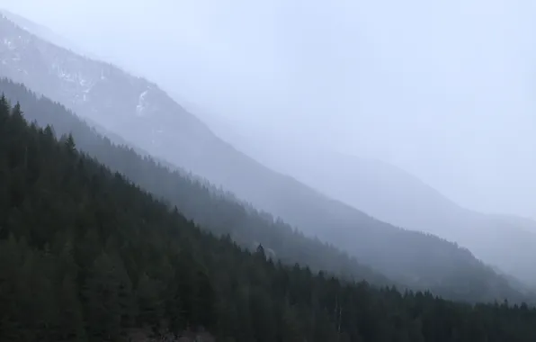 Forest, the sky, trees, nature, fog, the slope of the mountain