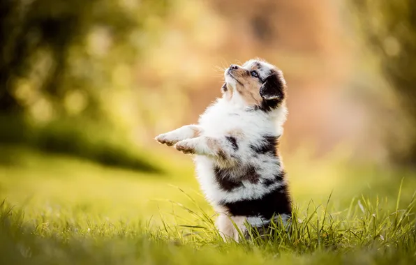 Look, nature, pose, dog, puppy, face, stand, Aussie