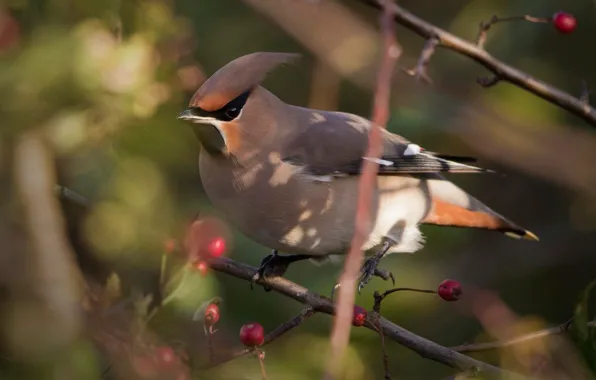 Picture trees, branches, berries, bird, fruit, the Waxwing