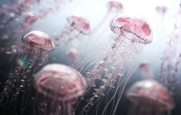 Picture light, underwater world, Pink jellyfish