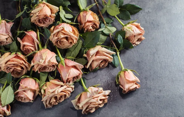 Grey, background, roses, bouquet, pink